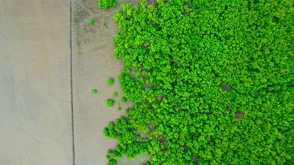 Aerial view Top view of Mangroves forest. mangroves along the coastline
