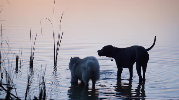 Two Dogs Drink Lake Water on Sunset