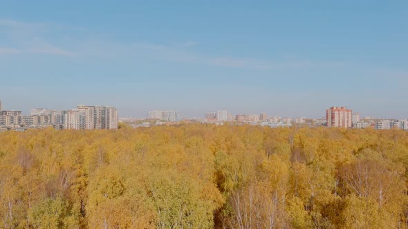 Golden Autumn Treetops From a Bird's Eye View at Sunset the Drone Rises Above the Trees Golden Tree