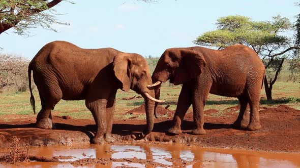 A small group of elephants, Loxodonta africana wrestle? for dominance at a small waterhole during wi