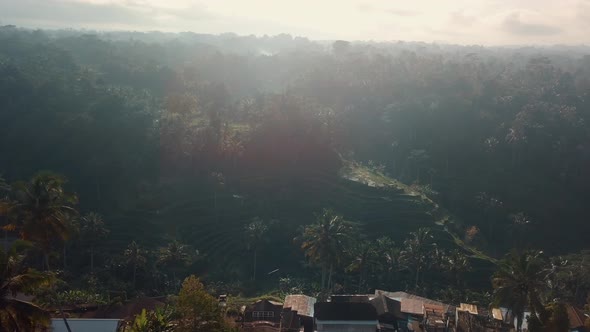 Drone view over tropical nature rice fields