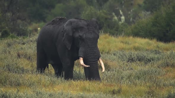 Male elephant walking in a national park in Kenya, on a rainy day