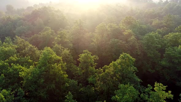 Flying Over Green Forest Lit with Rays of Rising Sun. Aerial Shot, FHD