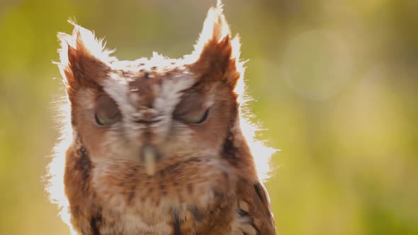 Close up of a cute and fuzzy Eastern Screech Owl