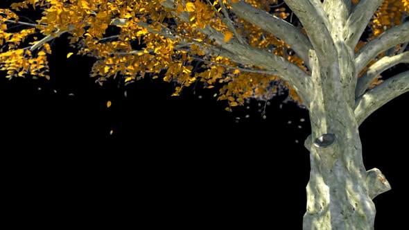 Autumn Leaf Fall And Autumn Tree alt