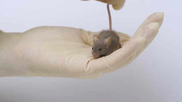 a Scientist in a White Robe and Disposable Gloves Holds a Gray Laboratory Mouse on His Arm