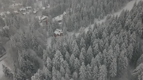 4k Drone Shot Over The Forest In Winter