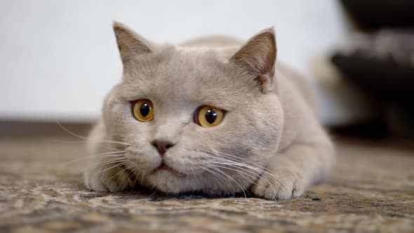 Domestic British Cat with Big Eyes Sits in Floor Ambush Preparing to Attack