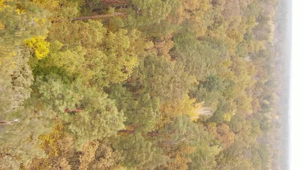 Vertical Video of an Autumn Forest During the Day in Ukraine