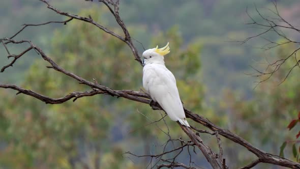 sulphur crested cockatoo in a tree