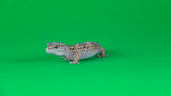 Yellow and Brown Spotted Leopard Gecko Eublefar Isolated at Green Screen