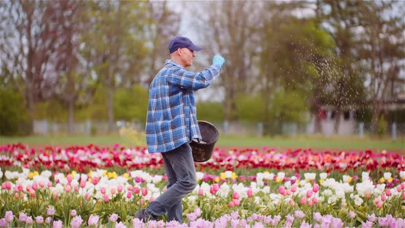 Farmer Fertilize Tulips Field at Flower Plantation Farm Agriculture