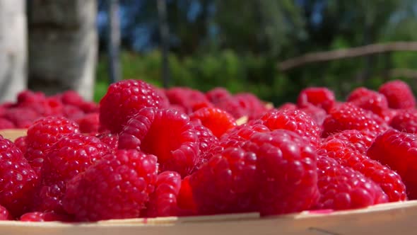 Raspberry Falls Into a Wicker Basket with Berries