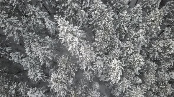 Aerial view rising above snow covered forest