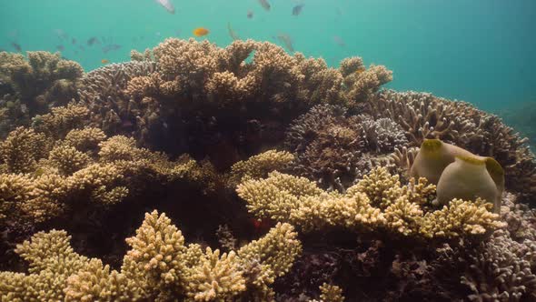 The Underwater World of a Coral Reef