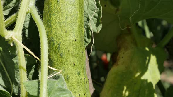 Tilting over gourd family vegetable Cucurbitacea  4K 2160p 30fps UltraHD  footage - Slow tilt on cre