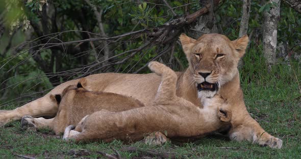 African Lion, panthera leo, Mother and Cub playing, the other cub is Suckling