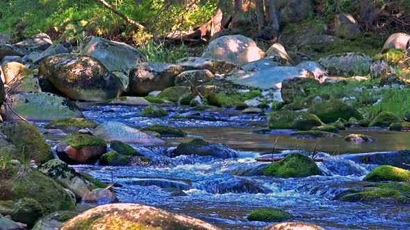 River in the Forest with Stones - Sunny Day