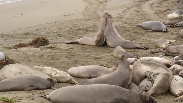 Funny Lazy Elephant Seals on Sandy Pacific Ocean Beach in San Simeon, California, USA. Awkward Fat