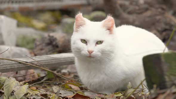 White Stray Cat with Unusual Shape of Ears Turned Outwards Sits Among Fallen Leaves Outdoor and