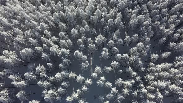 Snowy Fir Forest In The Mountain