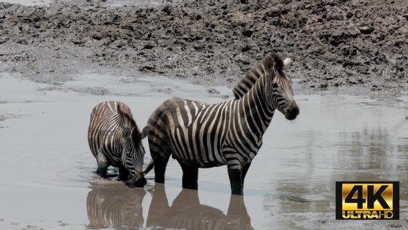 Zebra In Times Of Drought
