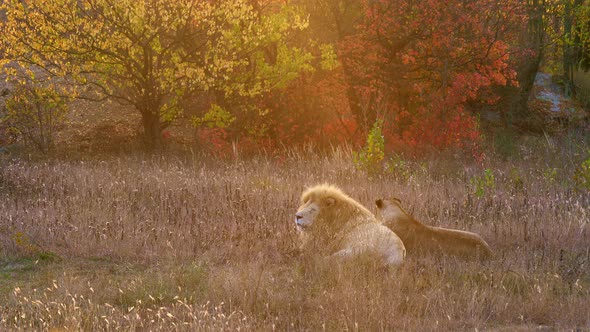 Lion Family Resting in Grass Near Forest in Fall