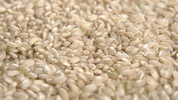 Chinese grain integral rice. Uncooked seeds. Macro