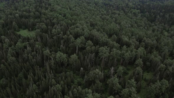 Deep green forest on mountains of Manzherok, Altai