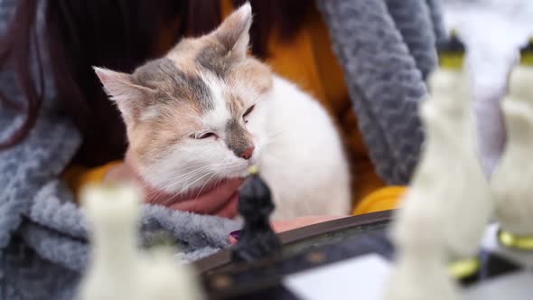 Close Up of Domestic Cat in Hands of Unrecognizable Woman