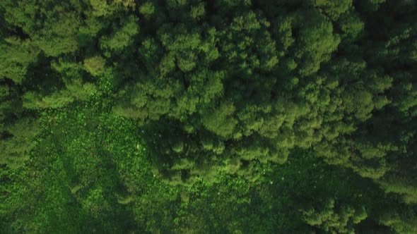 Flying Over Green Woods