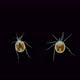 Water mite Hydrachnidia under a microscope, order Trombidiformes - VideoHive Item for Sale