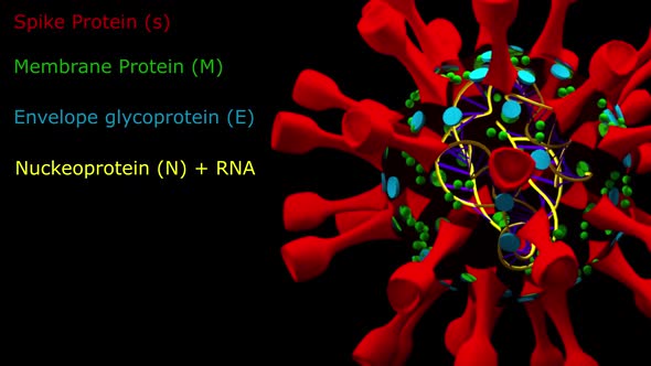 Corona Virus Elements