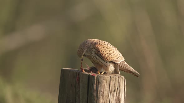 Common Kestrel on wooden perch pulls out innards of a mouse it's caught