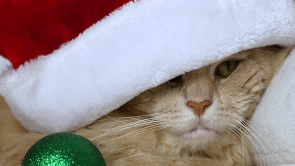 A Christmas cat in a Santa Clays hat is lying on a bed and playing with a Christmas tree toy.