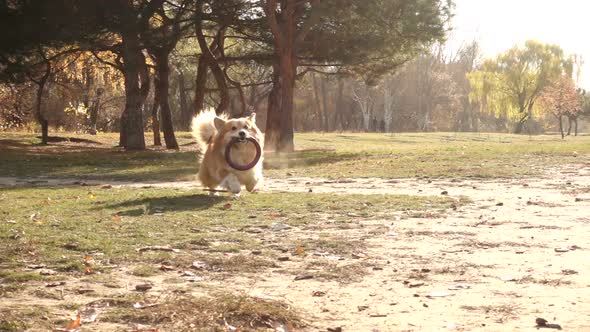 Corgi Fluffy Dog Playing With Ring Toy