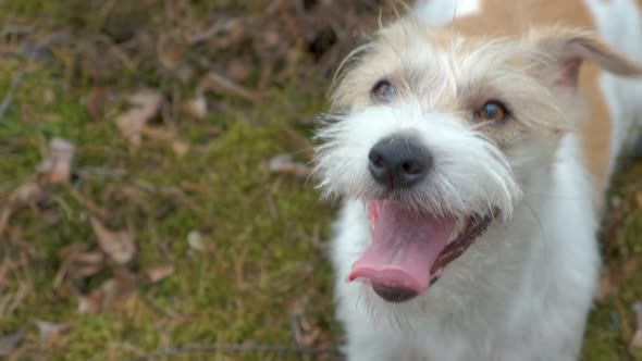 Dog breed Jack Russell Terrier barking at the camera in the spring forest