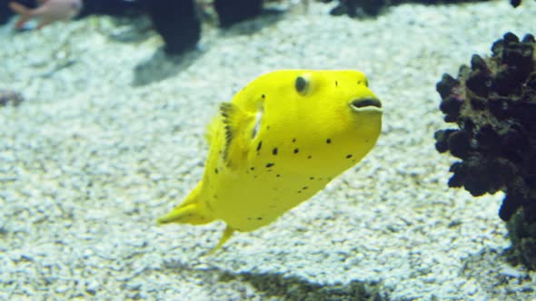 Yellow Fugu Fish in a Large Aquarium