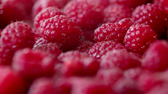 Closeup Delicious Vitaminfilled and Healthy Harvest of Fresh Raspberries Rotation