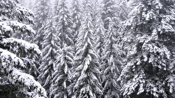 Flying over snow covered forest in Oregon