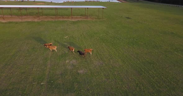 Golden hour cows joining the rest of the herd at a dairy farm