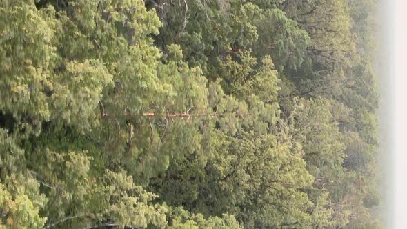 Vertical Video of a Green Forest on a Summer Day