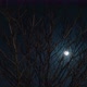 Moon And Tree - VideoHive Item for Sale