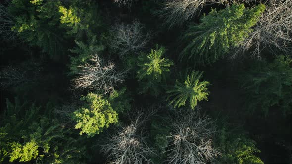 Tops of the Trunks of the Mysterious Forest Were Removed From Above