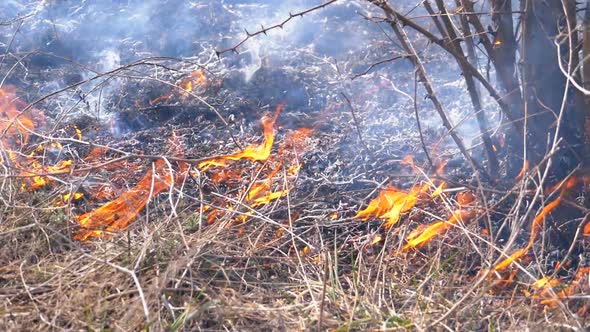 Burning Dry Grass, Trees, Bushes, and Haystacks with Caustic Smoke. Fire in the Forest. Slow Motion