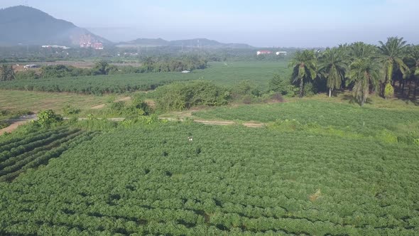 Drone view potato plantation