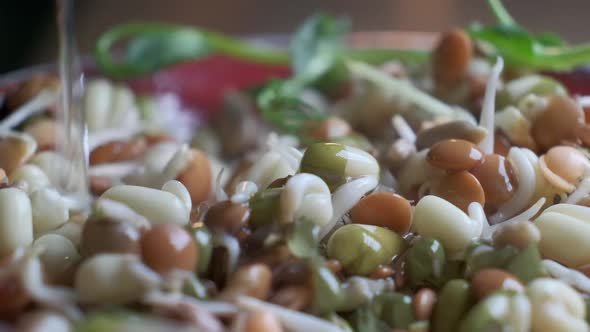 Microgreens and Sprouted Grains in Dish with Water Stream Closeup View in Slow Motion