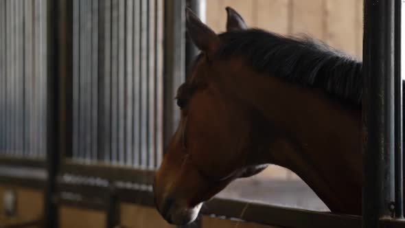 Adult Brown Horse in Stable Calm Animal is Resting Horsebox Farm with Horse Riding Services