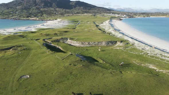 Cows Grazing On The Green Meadow At The Coast Of Dog's Bay Beach In Connemra, Ireland - ascending dr