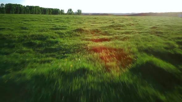 Aerial Video Flying Over Green Grass Field During Sunset in Spring Time